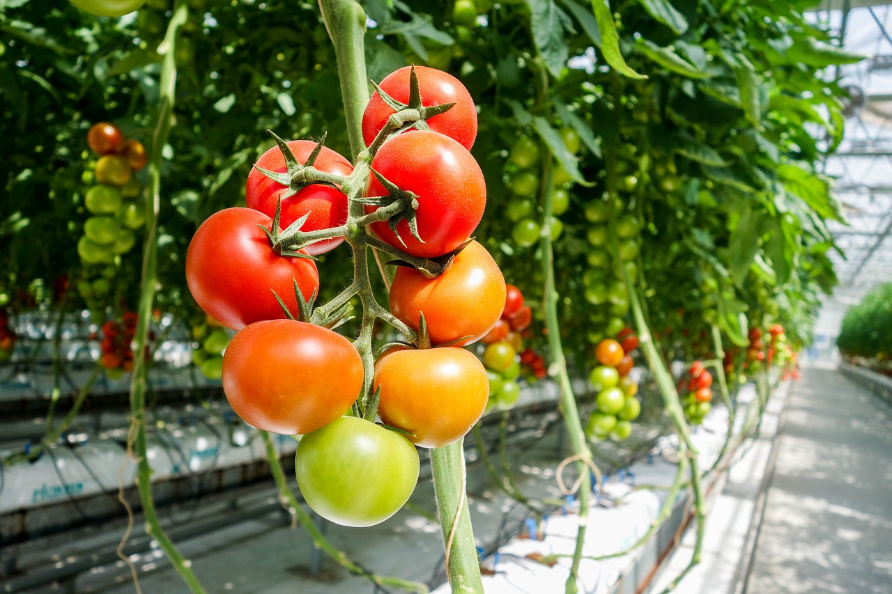 tomato, greenhouse, greenhouse-1310961.jpg