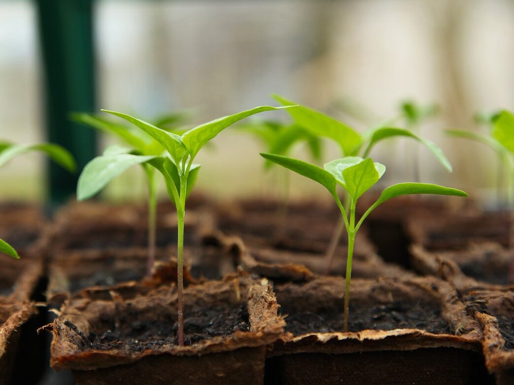 seedling, gardening, greenhouse-5009286.jpg